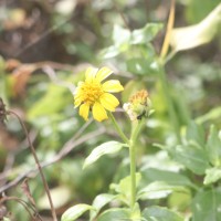 <i>Wollastonia biflora</i>  (L.) DC.